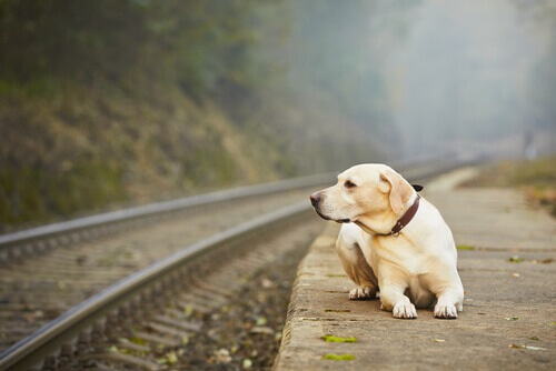 In caso di indigenza del proprietario di un cane non è punibi...
