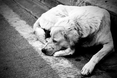 Sinistro con un cane randagio.- Colpevole l’Asl che dovrà risarcire i danni....