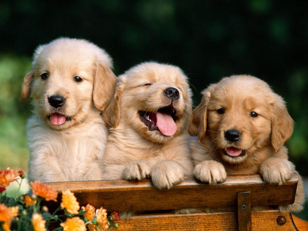 Vende cuccioli di cani di razza anticipando la consegna agli ...