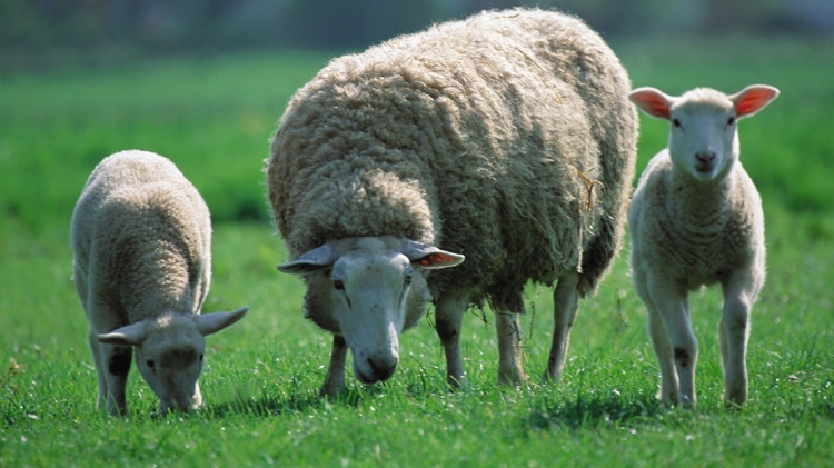 Prelazione agraria. Prima di agire, azionando il diritto alla prelazione agra...