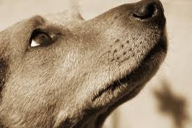  Caduta causata da un cane: condannata la proprietaria dell’animale...