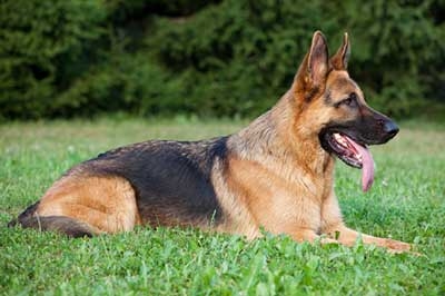 Cane lupo spaventato dall’esplosione di petardi scappa e va i...