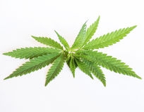 Sostanze stupefacenti: la differenza tra coltivazione e detenzione. L’inoffensività della condotta.