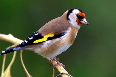 Un uomo al mercato espone dieci cardellini e tre passeri, tenendoli in una gabbia piccola, coperta da una stoffa e senza acqua. E' abbandono di animali.