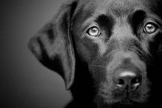 Il cane abbaia e la padrona non glielo impedisce.