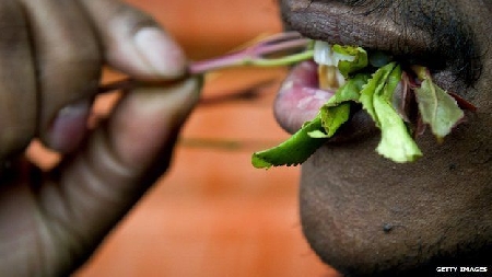 Sequestro di 29 kg di khat. Annullata la condanna di 2 anni dalla Cassazione. La pianta non è inserita nelle tabelle predisposte dal Ministero della Sanità.