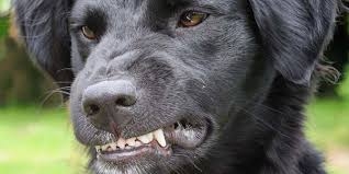 Un cane morde, all'interno di un cortile privato, uno dei comproprietari. Il padrone dell'animale risponde di lesioni colpose.