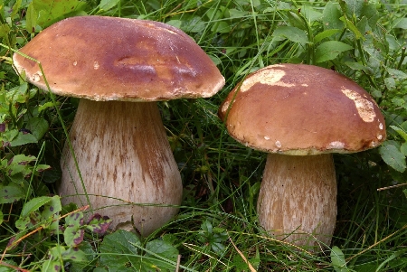 Condannato chef e titolare del ristorante. I funghi di proven...