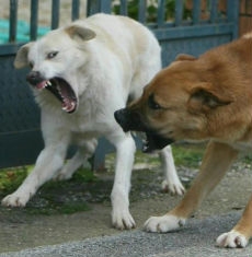AGGREDITA DA UN CANE RANDAGIO: IL COMUNE DEVE RISARCIRE I DANNI...
