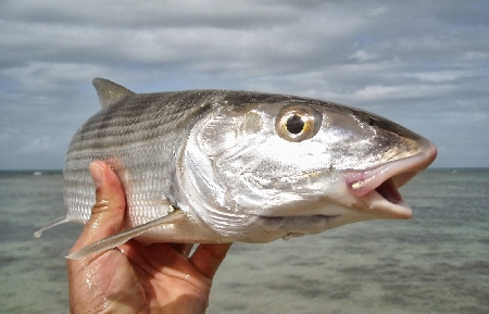 Pesce in cattivo stato di conservazione, punita dall’art. 5, ...
