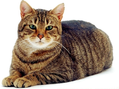 Aggredito da un gatto del vicino mentre stava effettuando un trasloco per conto della suocera.