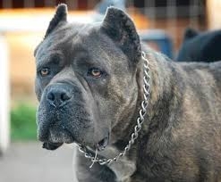 Proprietario di un cane corso condannato insieme al detentore...