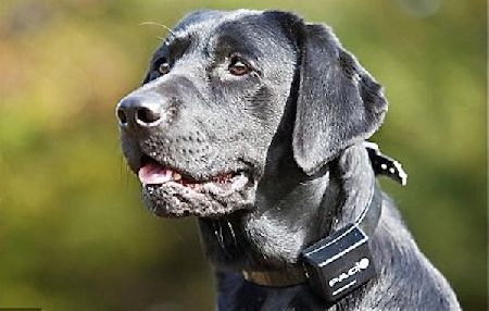 Detiene un cane con collare elettronico che emette scosse dag...