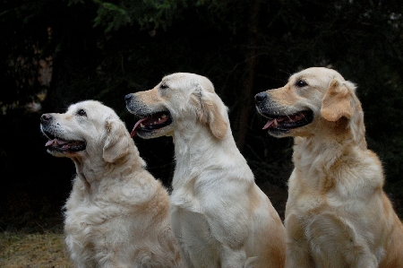I cani abbaiano e fanno i loro bisogni nel cortile?