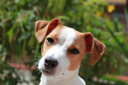 CANE AGGRESSIVO: DELLE LESIONI SUBITE NE RISPONDE ANCHE IL SEMPLICE DETENTORE DELL'ANIMALE