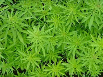 Istanza di sostituzione della misura cautelare della custodia in carcere con quella del collocamento in comunità terapeutica - Assuntore abituale di cocaina - Assimilabilità al soggetto tossicodipendente – Esclusione.
