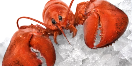 Ristoratore condannato: teneva crostacei vivi nella cella frigorifera con le chele legate in attesa di essere cucinati.