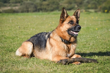Cani in lite, un uomo prova a dividerli e viene morso: padrone condannato