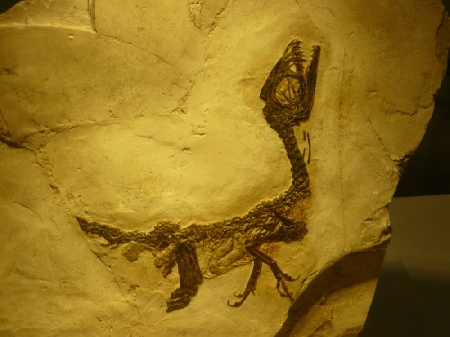 Fossili minerali. Quando si considerano beni culturali appartenenti allo Stato?