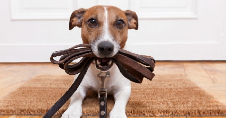 Il cane è aggressivo. Quale responsabilità ha il proprietario?