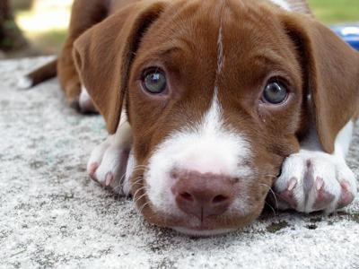 Il proprietario del cane è titolare di una posizione di garanzia, che lo obbliga a controllare e custodire l'animale, adottando ogni cautela per evitare e prevenire possibili aggressioni a terzi, anche all'interno dell'abitazione.