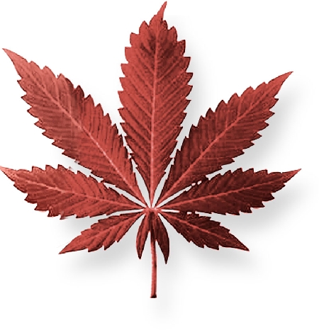 Tribunale di Trapani. Detenzione illegale di quantitativi di cocaina e marijuana.