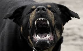 Spara un colpo di fucile in aria per spaventare il cane che stava aggredendo la madre. Presenza della causa di giustificazione.