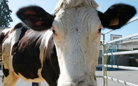 Impatto di un'auto con una mucca. L'automobilista muore. L'allevatrice condannata per omicidio colposo