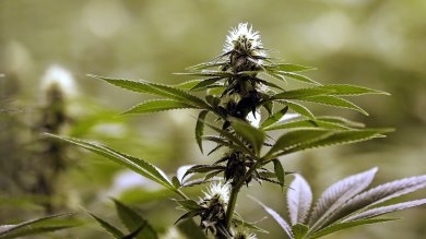 La cannabis light non è reato, se risponde alle caratteristiche richieste dalla legge. La l. n. 242/2016 stabilisce che la coltivazione delle varietà di canapa, in essa considerate, non è reato ex art. 73 d.P.R. n. 309/1990 ed è consentita senza necessità di autorizzazione.