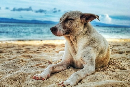 Latina. Il Tar annulla il divieto di accesso ai cani alle spiagge libere....