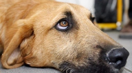 Il proprietario di un cane responsabile di maltrattamenti perchè ometteva di adottare i provvedimenti necessari ad assicurare il benessere e la salute dello stesso animale, mettendone in pericolo la sua sopravvivenza.