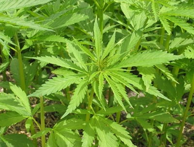 La commercializzazione della cannabis light è da considerarsi reato.