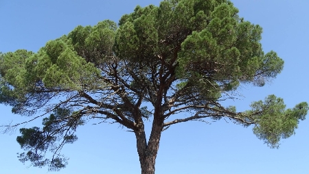 Napoli. La persona offesa mentre era alla guida della propria auto nei pressi di un giardino comunale viene travolta da un pino marittimo di notevoli dimensioni ubicato nel perimetro dei giardini medesimi e muore.- Il funzionario agronomo del servizio qualità dello spazio urbano della direzione ambiente del comune di Napoli viene ritenuto colpevole di omicidio colposo.