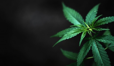 Non è reato coltivare marijuana per uso personale.