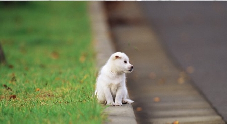 Il marito affida il cane alla moglie che lo abbandona: punibile a titolo di dolo eventuale.
