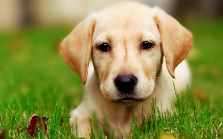L' uso del collare elettrico per l' addestramento del cane è reato. Il telecomando produceva scosse elettriche che infliggeva sofferenza all' animale.