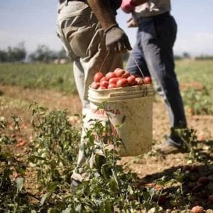 Lavoro: quando è integrato il reato di caporalato? •Corte di cassazione, sezione V penale, sentenza 19 febbraio 2018 n. 7891