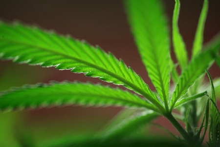 Quali sono le condizioni di liceità dell’uso terapeutico di sostanze stupefacenti?