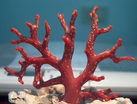 Pesca abusiva di corallo con metodo di raccolta distruttivo del substrato roccioso.
