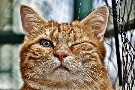 Furto di un gatto.