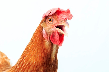 Cane ruba una gallina in un pollaio e scappa con il pennuto in bocca. Può il proprietario della gallina uccidere il cane?