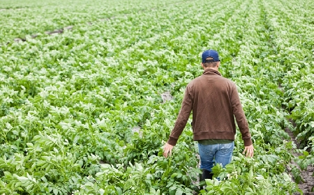 Contratti agrari...