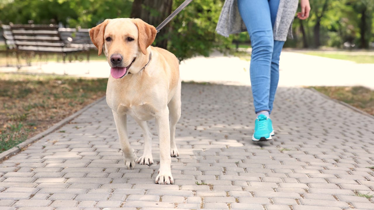 Chi porta a spasso il cane è responsabile dei danni da questo...