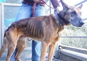 Maltrattamento di animali - Circostanze del reato - Presuppos...
