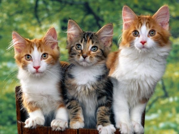 Ivrea: tre gatti detenuti in condizioni incompatibili con la ...