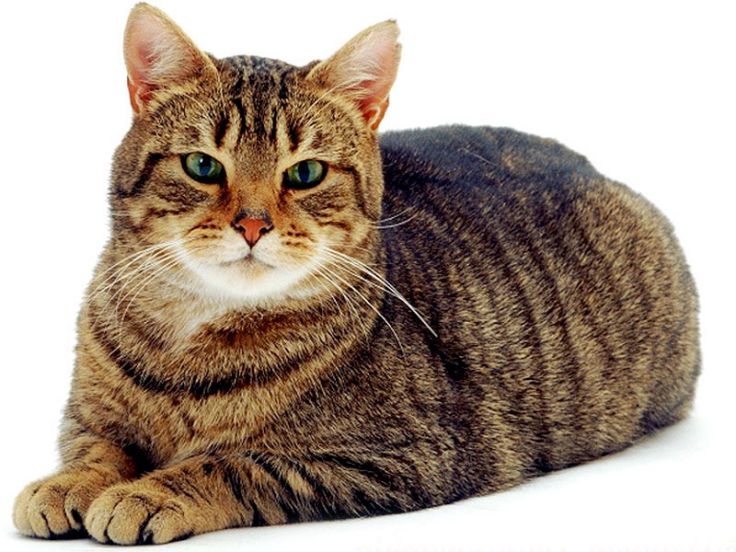 Gli offendicula possono essere utilizzati contro gli animali? Uso di cordicelle idonee al soffocamento di gatti.