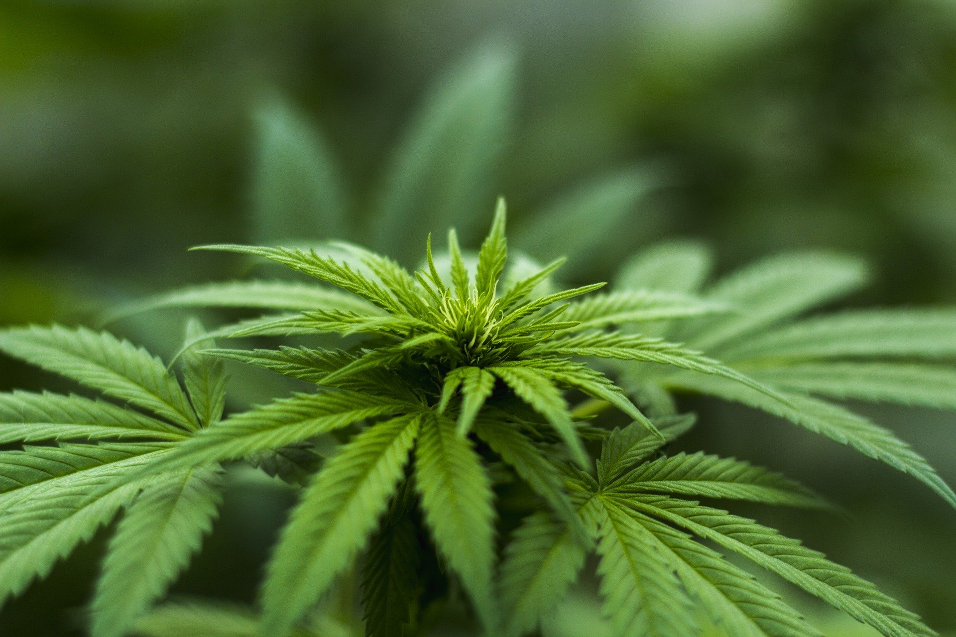 Per la Cassazione si possono tenere a casa due piante di marijuana.