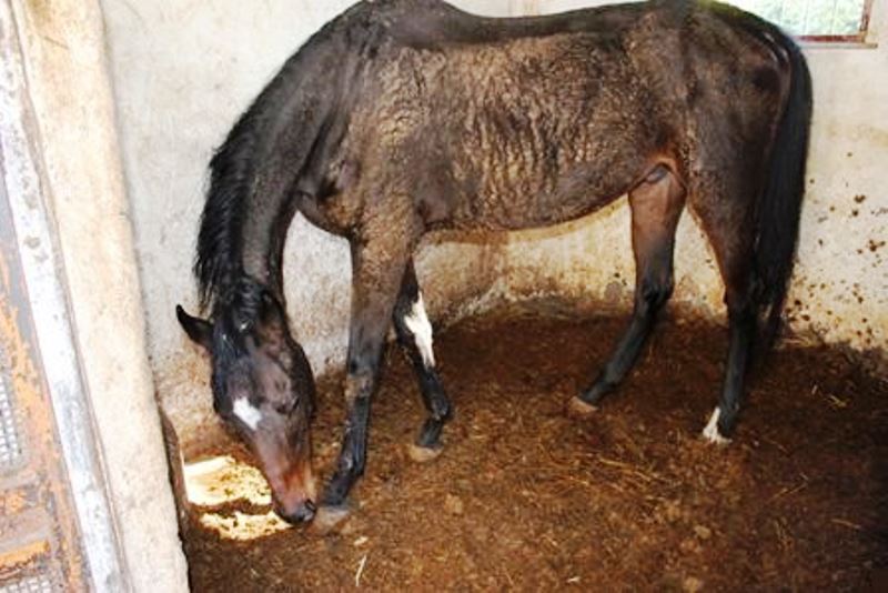 Si può avere un allevamento di cavalli e asini tenuto allo stato brado. Se i quadrupedi sono tenuti in condizioni deprecabili, ossia in spazi ridotti e occupati da liquami fangosi, feci e carcasse di animali in decomposizione, e con poca acqua, è reato.