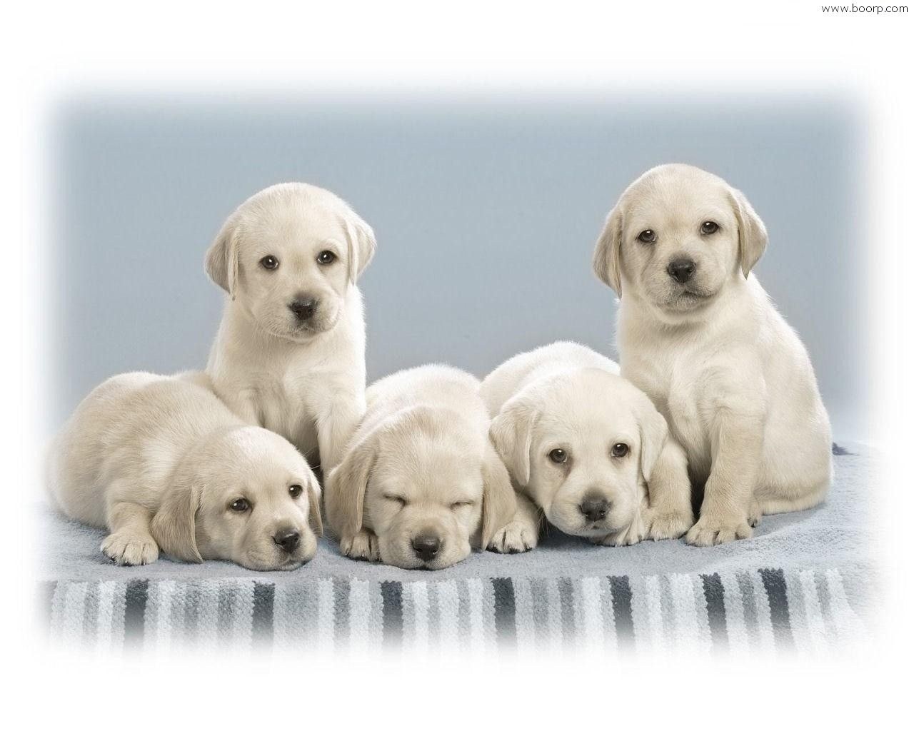 Proprietaria di un allevamento di cani condannata: 32 erano «detenuti in condizioni incompatibili con la loro natura e produttive di gravi sofferenze, essendo i cani chiusi in nove box inidonei a garantire adeguato ricambio d'aria».