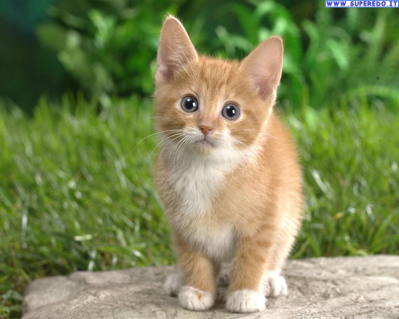 La guardia particolare giurata zoofila può effettuare il controllo degli animali da affezione, cioè di cani e gatti. Non può effettuare controlli venatori nei confronti di cacciatori.